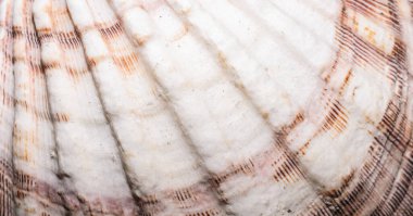 İlginç bir dokusu olan deniz salyangozu kabuğu. arkaplan