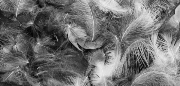 Gray Bird Feathers Visible Texture Background — Stock Photo, Image