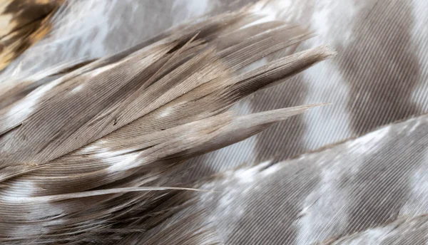 Şahin tüyleri görünür detaylarla. arkaplan veya doku