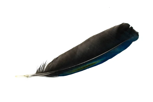 Svart Och Blå Magpie Fjäder Vit Isolerad Bakgrund — Stockfoto