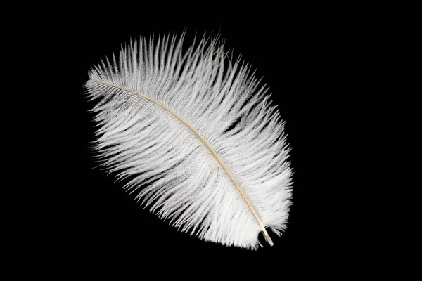 Pluma Avestruz Blanco Sobre Fondo Negro Aislado — Foto de Stock