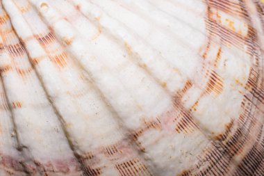 İlginç bir dokusu olan deniz salyangozu kabuğu. arkaplan