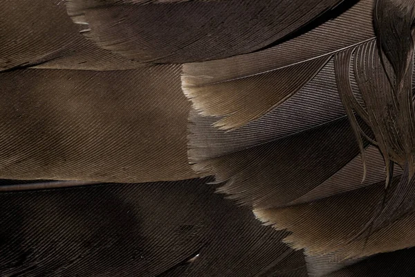 Φτερά Γερακιού Ορατή Λεπτομέρεια Φόντο Υφή — Φωτογραφία Αρχείου