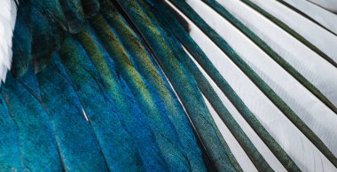 Saksağanın beyaz ve mavi tüyleri. arkaplan veya doku