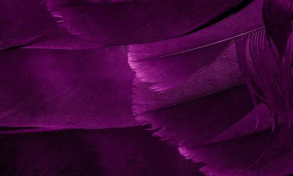 Penas Falcão Roxo Com Detalhes Visíveis Fundo Textura — Fotografia de Stock