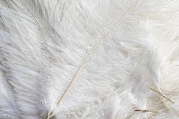 Plumas Avestruz Blanco Con Una Textura Visible — Foto de Stock