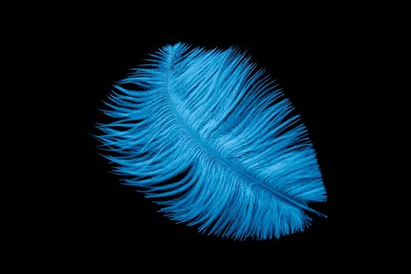 Uma Pena Avestruz Azul Sobre Fundo Preto Isolado — Fotografia de Stock
