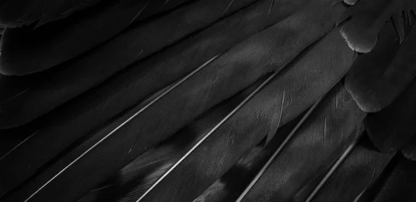 Černé Jestřábí Peří Viditelnými Detaily Pozadí Nebo Textura — Stock fotografie
