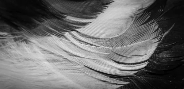 白色和黑色喜鹊羽毛 背景或纹理 — 图库照片
