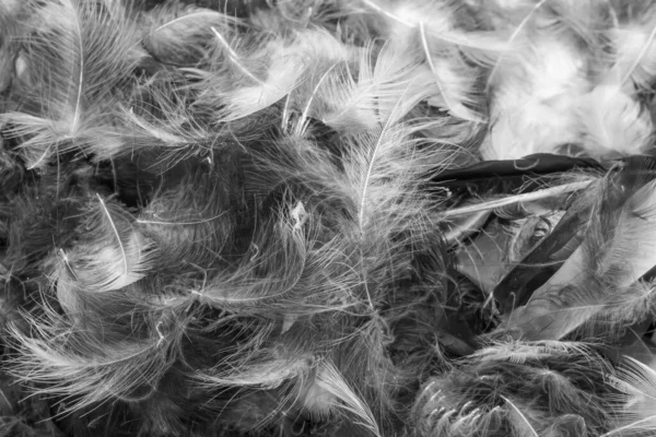 Gray Bird Feathers Visible Texture Background — 图库照片