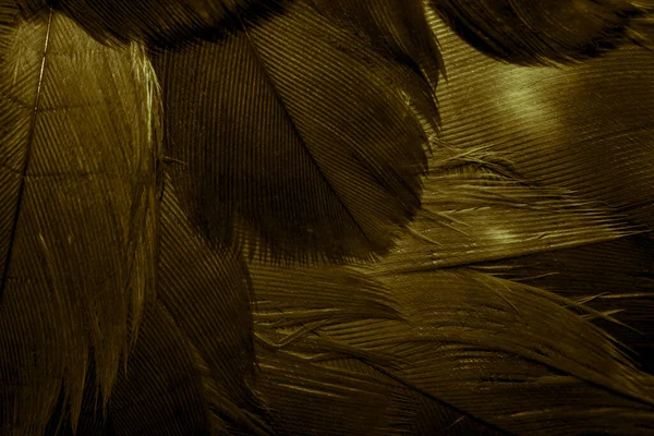 Penas Falcão Dourado Com Detalhes Visíveis Fundo Textura — Fotografia de Stock
