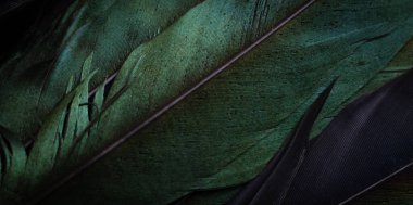 yeşil ve mor kuş tüyleri görünür bir yapıya sahiptir.