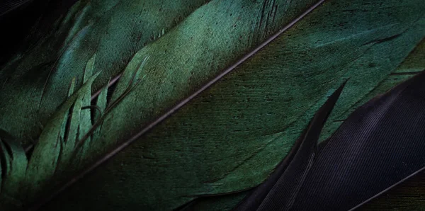 Zielone Fioletowe Pióra Ptaków Widocznej Fakturze — Zdjęcie stockowe