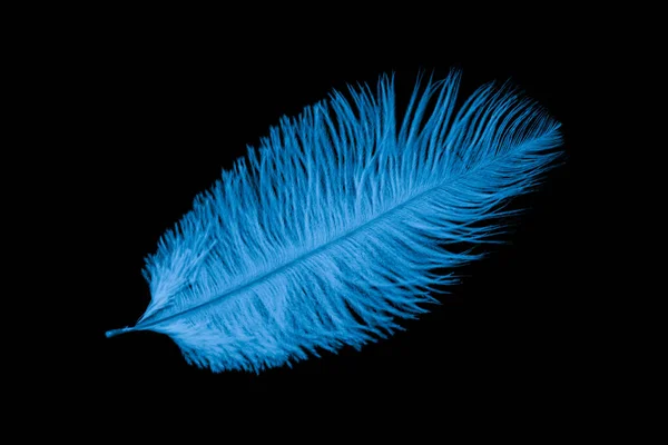 在黑色孤立的背景上的蓝色鸵鸟羽毛 — 图库照片