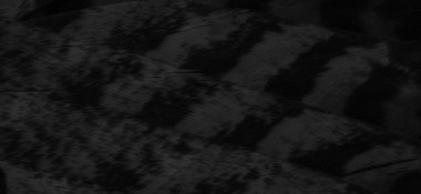 Kara Şahin tüyleri görünür detaylarla. arkaplan veya doku