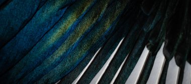 Saksağanın beyaz ve mavi tüyleri. arkaplan veya doku