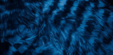 Mavi şahin tüyleri görünür detaylarla. arkaplan veya doku