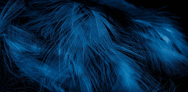 Black Blue Feathers Visible Details Background Textura — Stockfoto