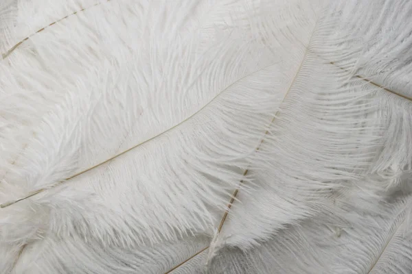 Bílé Pštrosí Peří Viditelnou Texturou — Stock fotografie