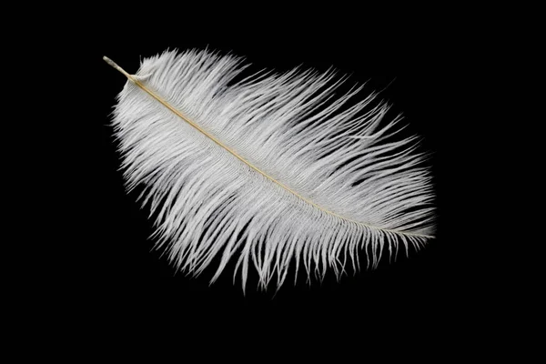 White Ostrich Feather Black Isolated Background — Stock Photo, Image
