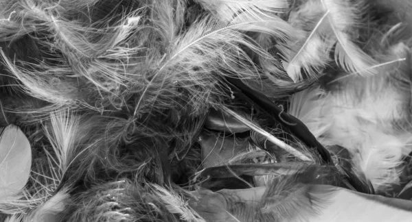 Šedé Ptačí Peří Viditelnou Texturou Pozadí — Stock fotografie