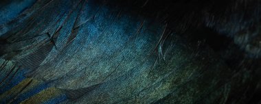 Bir saksağanın siyah ve mavi tüyleri. arkaplan veya doku