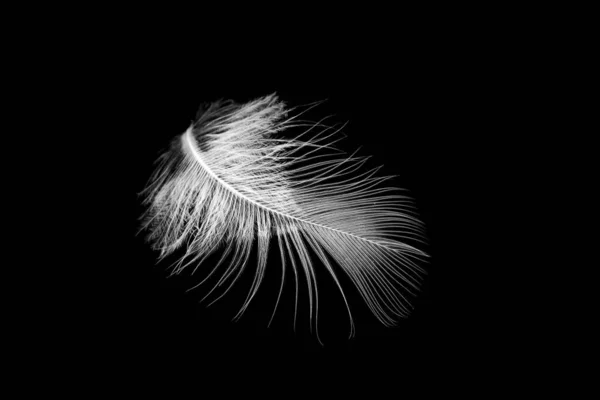 Λευκό Φτερό Πουλιού Μαύρο Απομονωμένο Φόντο — Φωτογραφία Αρχείου