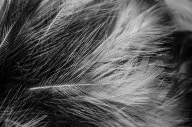 Görünür detayları olan siyah ve beyaz tüyler. arkaplan veya doku