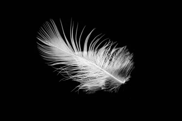 Белое Птичье Перо Черном Изолированном Фоне — стоковое фото