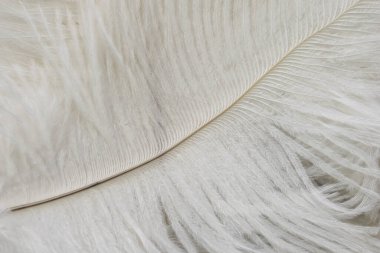 Görünür desenli beyaz devekuşu tüyleri