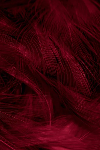 Plumes Noires Rouges Avec Des Détails Visibles Fond Textura — Photo