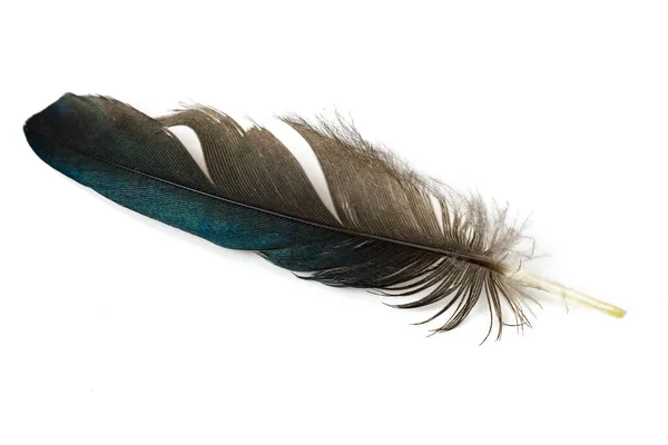 Black Blue Magpie Feather White Isolated Background — Stock Photo, Image