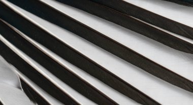 Beyaz ve siyah saksağan tüyleri. arkaplan veya doku