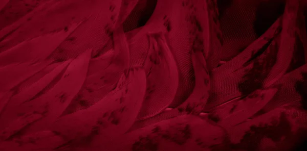 Plumas Halcón Rojo Con Detalle Visible Fondo Textura —  Fotos de Stock