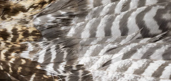 Penas Falcão Com Detalhes Visíveis Fundo Textura — Fotografia de Stock