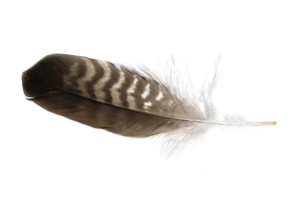 Eine Falkenfeder Auf Einem Weißen Isolierten Hintergrund — Stockfoto