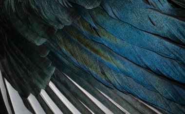 Saksağanın beyaz ve mavi tüyleri. arkaplan veya doku