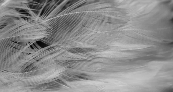 白色和黑色喜鹊羽毛 背景或纹理 — 图库照片