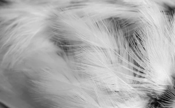 黒と白の羽と目に見える詳細 背景やテクスチュラ — ストック写真