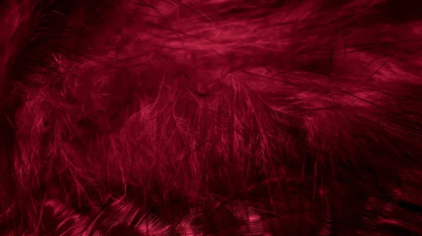 Plumes Faucon Rouge Avec Des Détails Visibles Fond Texture — Photo