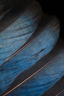 Bir saksağanın siyah ve mavi tüyleri. arkaplan veya doku