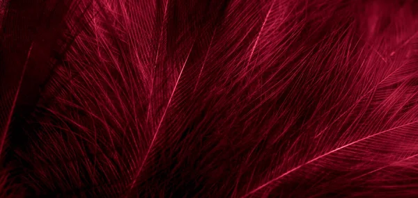 Plumas Negras Rojas Con Detalles Visibles Fondo Textura — Foto de Stock