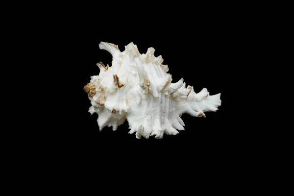 Chicoreus Ramosus Seashell Black Isolated Background — 图库照片