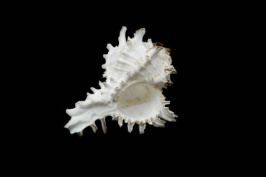 a chicoreus ramosus seashell on a black isolated background