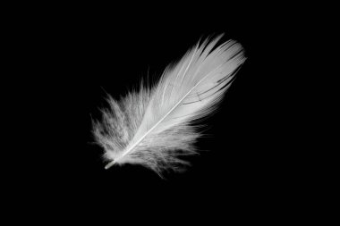 Siyah arkaplanda beyaz ördek tüyleri var.