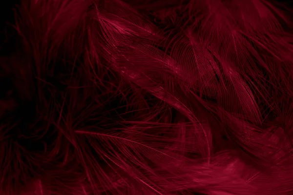 Черные Красные Перья Видимыми Деталями Фон Текстура — стоковое фото