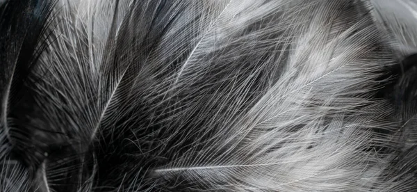 Черно Белые Перья Видимыми Деталями Фон Текстура — стоковое фото