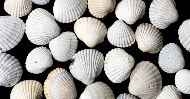 white shells of sea snails on a black background