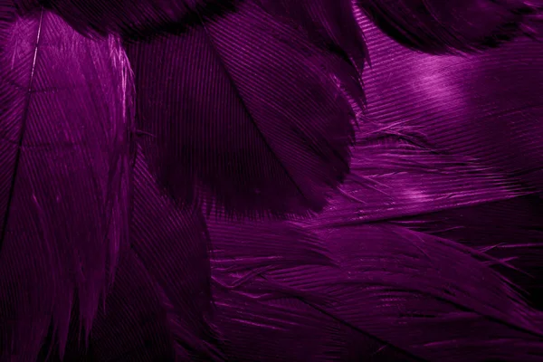Plumas Halcón Púrpura Con Detalle Visible Fondo Textura — Foto de Stock
