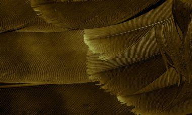 Altın Şahin tüyleri görünür detaylarla. arkaplan veya doku